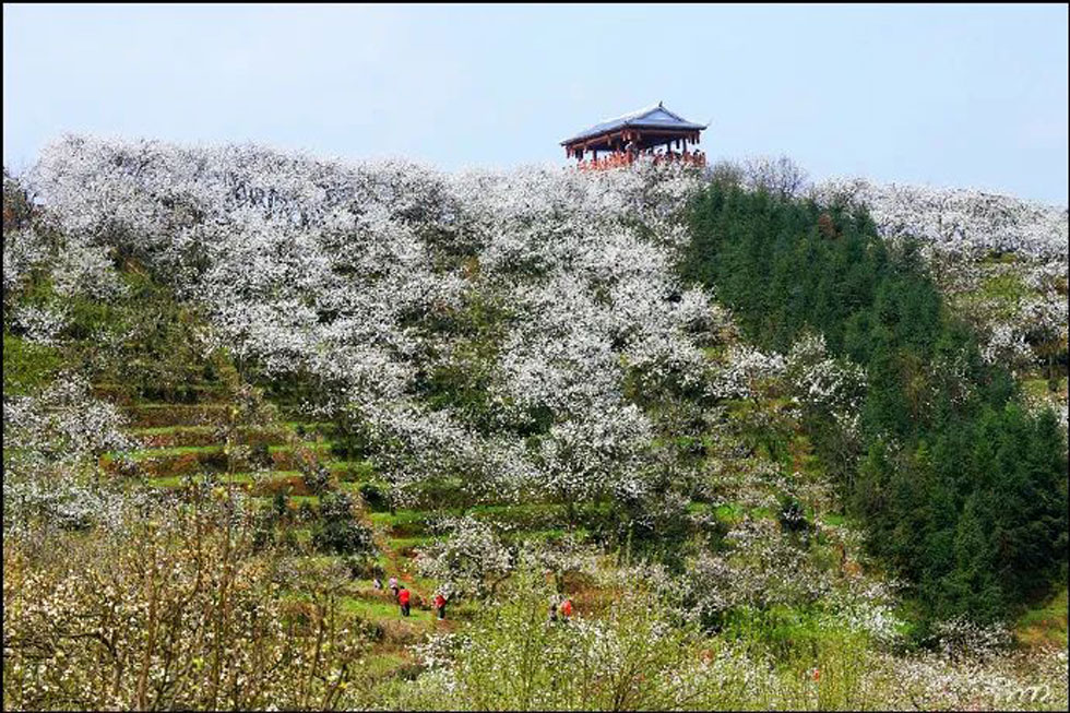 【春天，广西桂林灌阳县向您发出邀请！】我们在灌阳看梨花 - 游山玩水 - 林芝生活社区 - 林芝28生活网 linzhi.28life.net