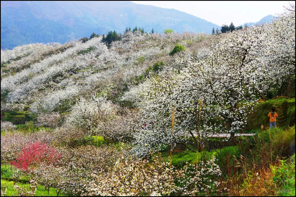 【春天，广西桂林灌阳县向您发出邀请！】我们在灌阳看梨花 - 游山玩水 - 林芝生活社区 - 林芝28生活网 linzhi.28life.net