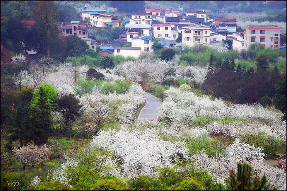 【春天，广西桂林灌阳县向您发出邀请！】我们在灌阳看梨花 - 游山玩水 - 林芝生活社区 - 林芝28生活网 linzhi.28life.net