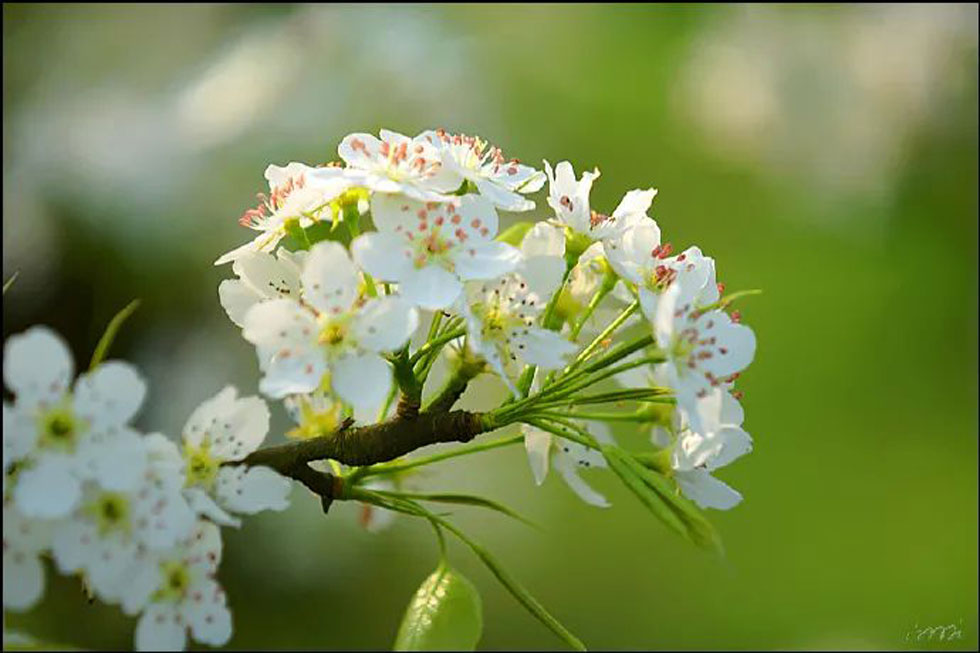 【春天，广西桂林灌阳县向您发出邀请！】我们在灌阳看梨花 - 游山玩水 - 林芝生活社区 - 林芝28生活网 linzhi.28life.net