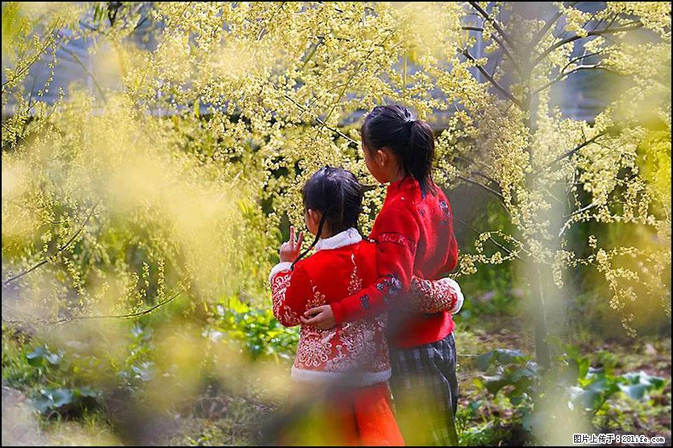 【春天，广西桂林灌阳县向您发出邀请！】米珠山前有片山苍子花在飘香 - 游山玩水 - 林芝生活社区 - 林芝28生活网 linzhi.28life.net