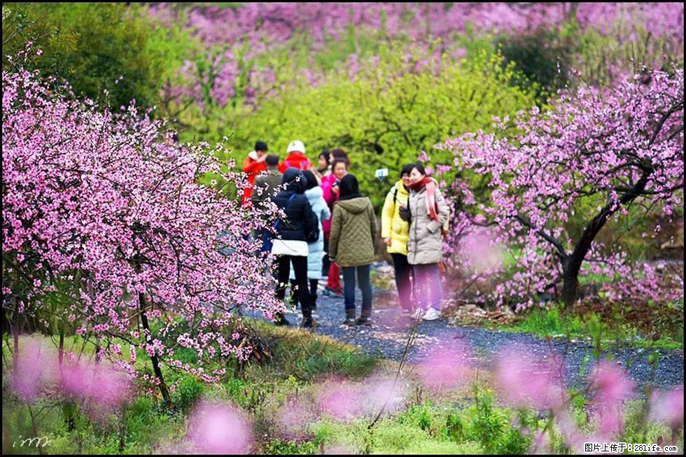 【春天，广西桂林灌阳县向您发出邀请！】官庄村有个醉美的桃花园 - 游山玩水 - 林芝生活社区 - 林芝28生活网 linzhi.28life.net