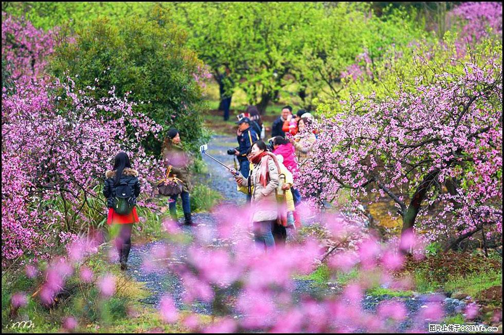 【春天，广西桂林灌阳县向您发出邀请！】官庄村有个醉美的桃花园 - 游山玩水 - 林芝生活社区 - 林芝28生活网 linzhi.28life.net