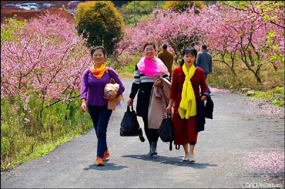 【春天，广西桂林灌阳县向您发出邀请！】官庄村有个醉美的桃花园 - 游山玩水 - 林芝生活社区 - 林芝28生活网 linzhi.28life.net