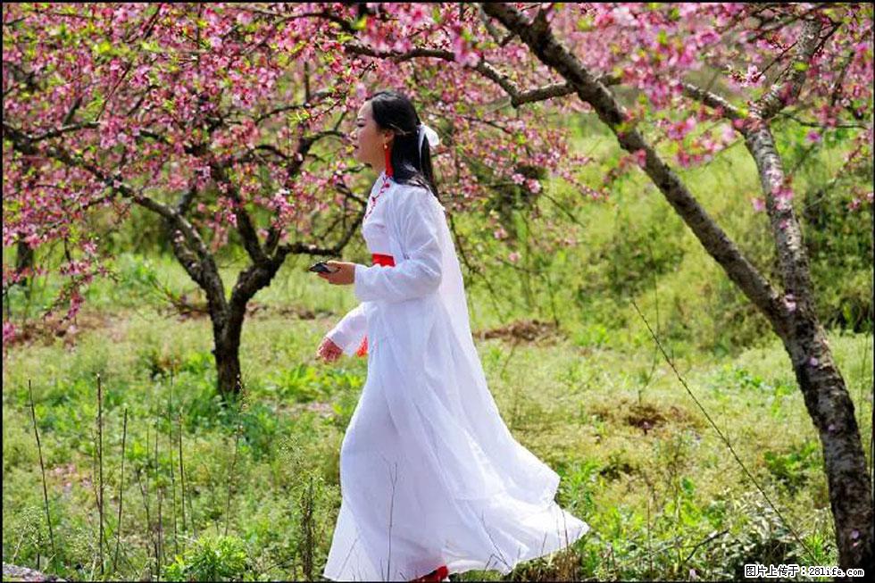 【春天，广西桂林灌阳县向您发出邀请！】官庄村有个醉美的桃花园 - 游山玩水 - 林芝生活社区 - 林芝28生活网 linzhi.28life.net