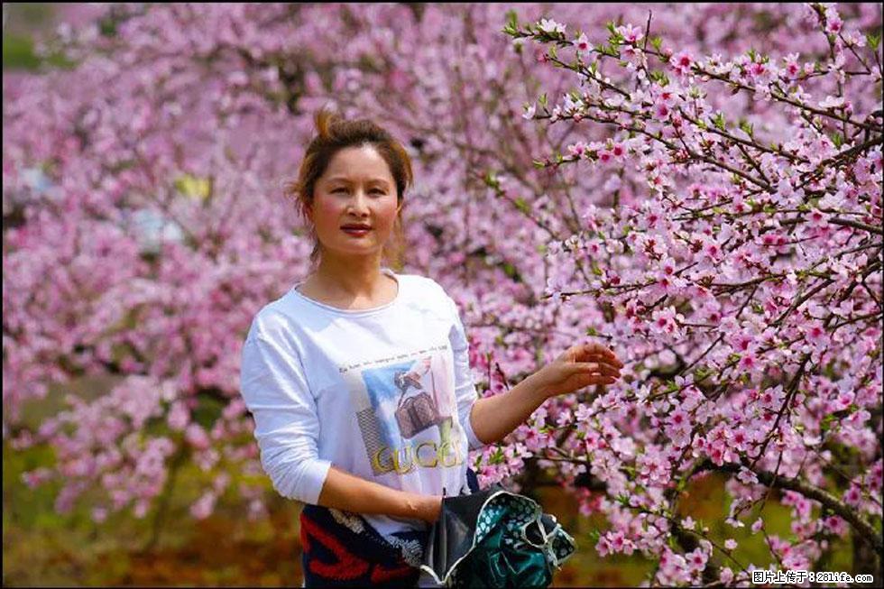 【春天，广西桂林灌阳县向您发出邀请！】官庄村有个醉美的桃花园 - 游山玩水 - 林芝生活社区 - 林芝28生活网 linzhi.28life.net