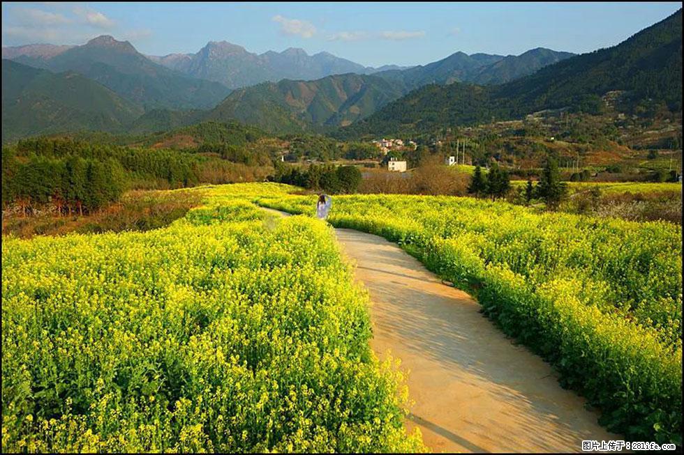 【春天，广西桂林灌阳县向您发出邀请！】长坪村油菜盛情花开 - 游山玩水 - 林芝生活社区 - 林芝28生活网 linzhi.28life.net
