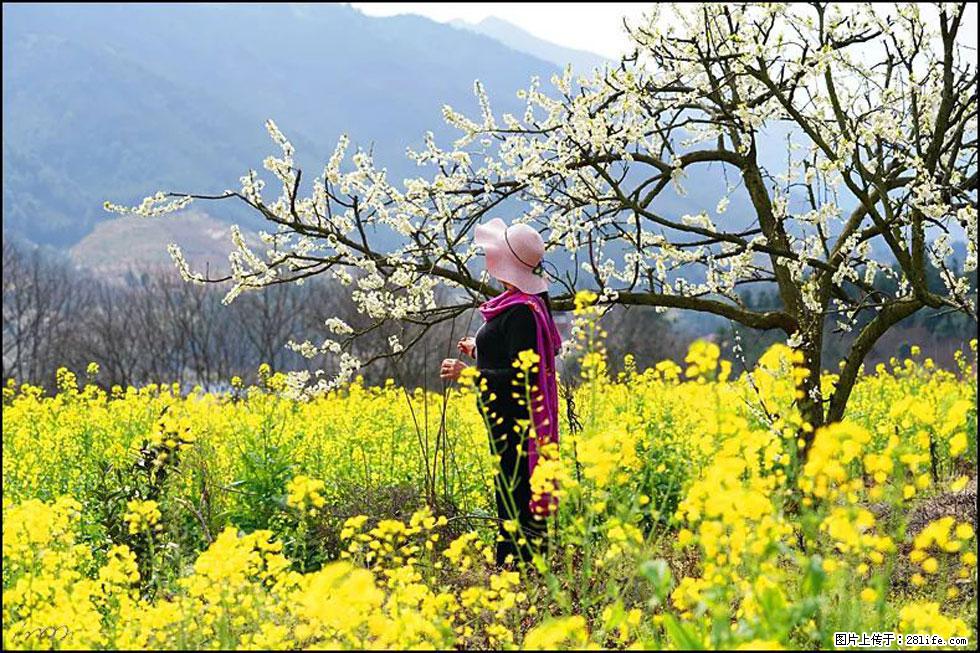 【春天，广西桂林灌阳县向您发出邀请！】长坪村油菜盛情花开 - 游山玩水 - 林芝生活社区 - 林芝28生活网 linzhi.28life.net