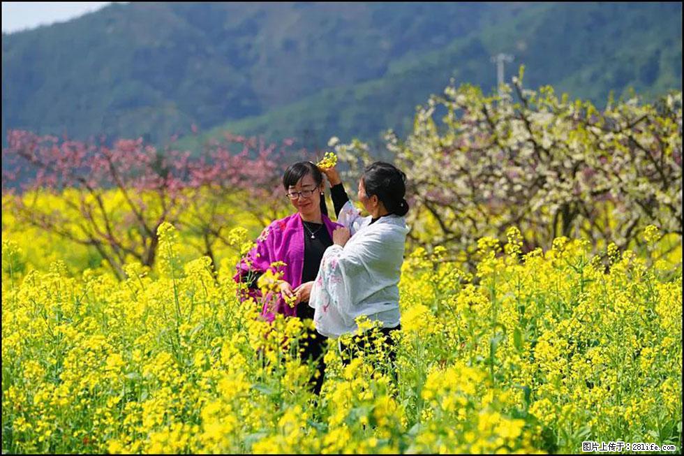 【春天，广西桂林灌阳县向您发出邀请！】长坪村油菜盛情花开 - 游山玩水 - 林芝生活社区 - 林芝28生活网 linzhi.28life.net