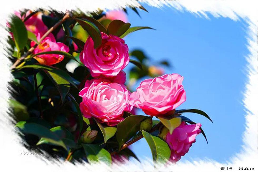 【春天，广西桂林灌阳县向您发出邀请！】杨柳井茶花惹人爱 - 游山玩水 - 林芝生活社区 - 林芝28生活网 linzhi.28life.net
