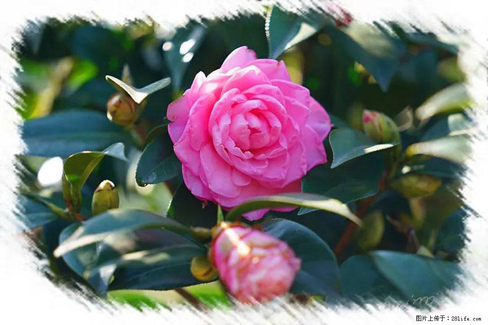 【春天，广西桂林灌阳县向您发出邀请！】杨柳井茶花惹人爱 - 游山玩水 - 林芝生活社区 - 林芝28生活网 linzhi.28life.net