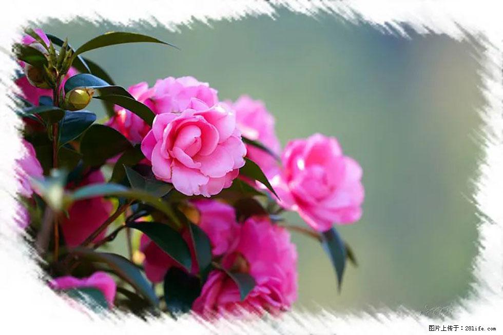 【春天，广西桂林灌阳县向您发出邀请！】杨柳井茶花惹人爱 - 游山玩水 - 林芝生活社区 - 林芝28生活网 linzhi.28life.net