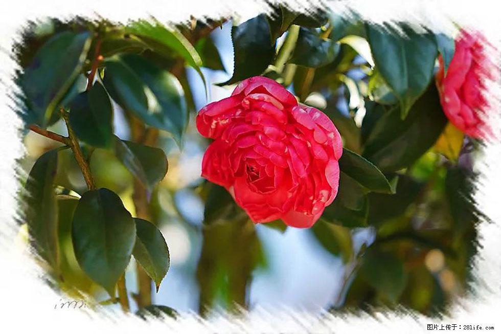 【春天，广西桂林灌阳县向您发出邀请！】杨柳井茶花惹人爱 - 游山玩水 - 林芝生活社区 - 林芝28生活网 linzhi.28life.net