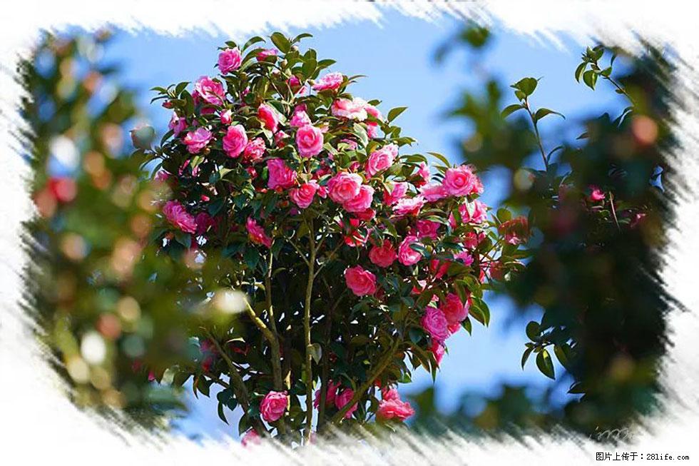 【春天，广西桂林灌阳县向您发出邀请！】杨柳井茶花惹人爱 - 游山玩水 - 林芝生活社区 - 林芝28生活网 linzhi.28life.net