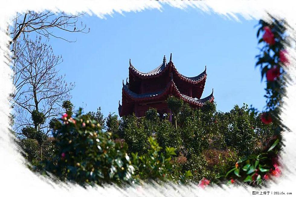【春天，广西桂林灌阳县向您发出邀请！】杨柳井茶花惹人爱 - 游山玩水 - 林芝生活社区 - 林芝28生活网 linzhi.28life.net