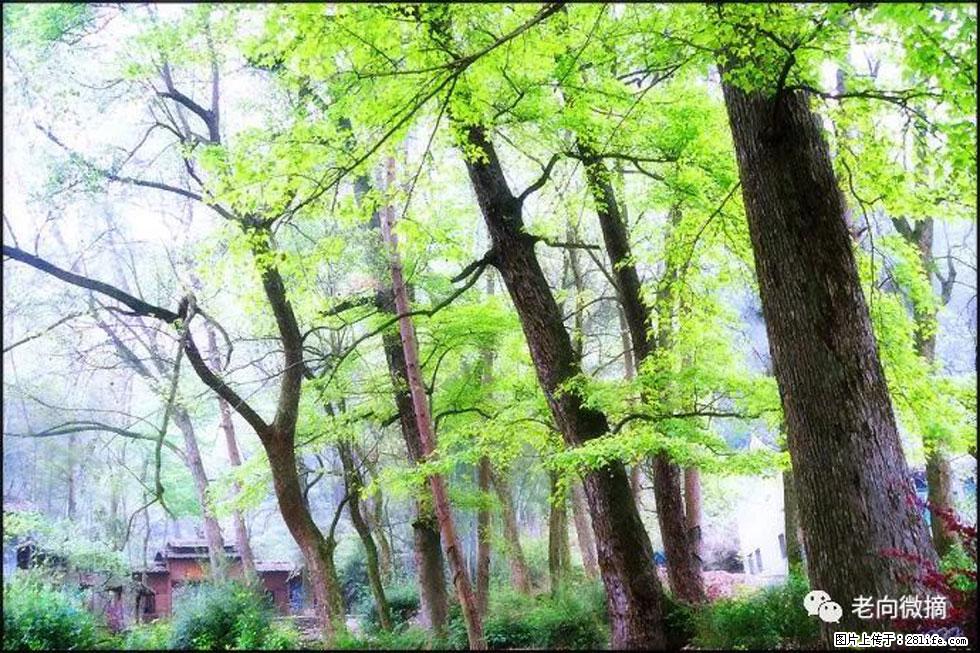 【春天,广西桂林灌阳县向您发出邀请!】在小龙村与春天约会 - 游山玩水 - 林芝生活社区 - 林芝28生活网 linzhi.28life.net