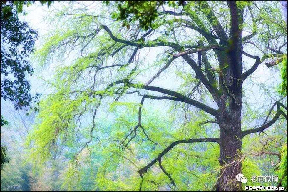 【春天,广西桂林灌阳县向您发出邀请!】在小龙村与春天约会 - 游山玩水 - 林芝生活社区 - 林芝28生活网 linzhi.28life.net