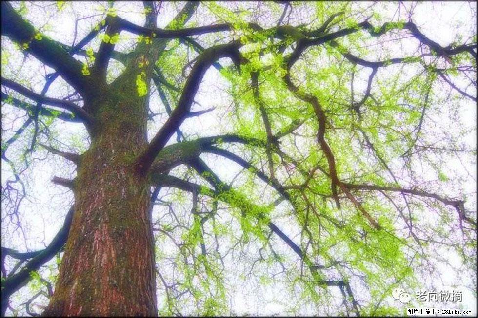 【春天,广西桂林灌阳县向您发出邀请!】在小龙村与春天约会 - 游山玩水 - 林芝生活社区 - 林芝28生活网 linzhi.28life.net