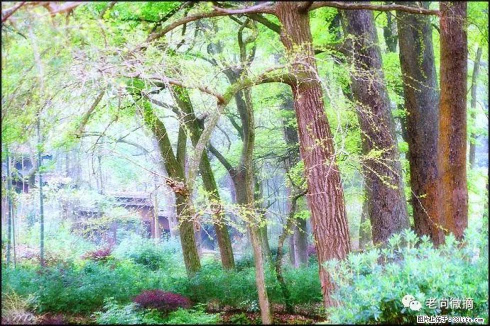 【春天,广西桂林灌阳县向您发出邀请!】在小龙村与春天约会 - 游山玩水 - 林芝生活社区 - 林芝28生活网 linzhi.28life.net