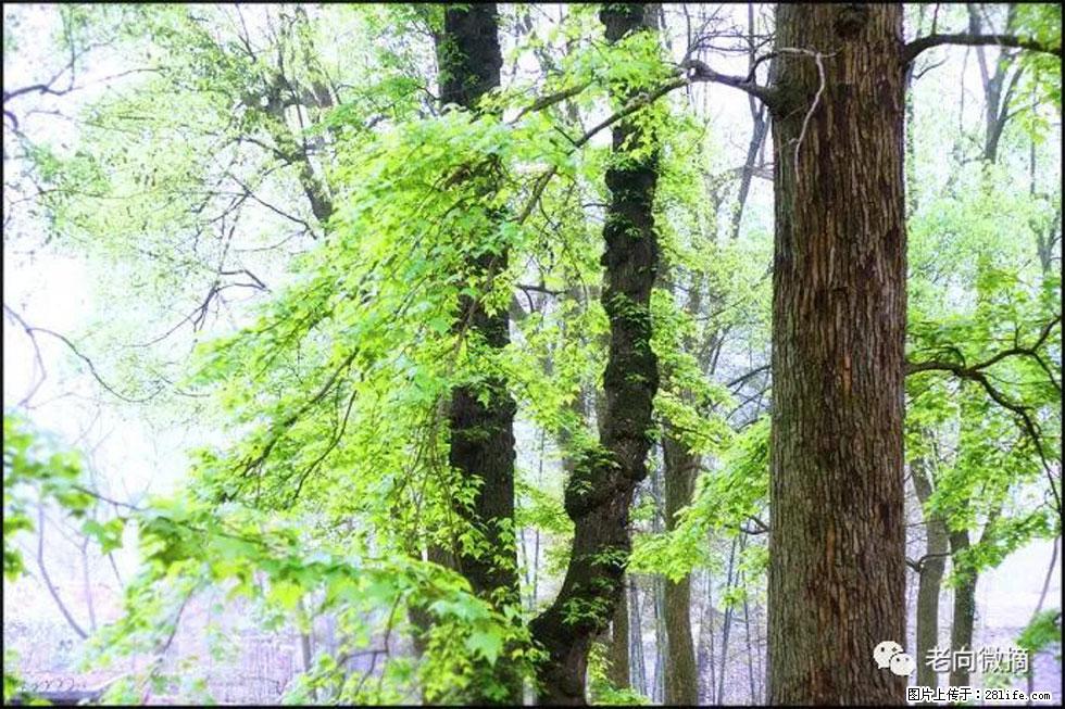 【春天,广西桂林灌阳县向您发出邀请!】在小龙村与春天约会 - 游山玩水 - 林芝生活社区 - 林芝28生活网 linzhi.28life.net
