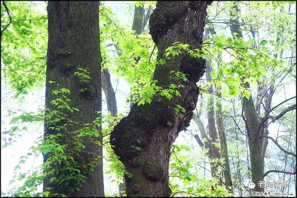 【春天,广西桂林灌阳县向您发出邀请!】在小龙村与春天约会 - 游山玩水 - 林芝生活社区 - 林芝28生活网 linzhi.28life.net