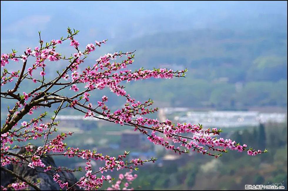 【春天,广西桂林灌阳县向您发出邀请!】望月岭上桃花开 - 游山玩水 - 林芝生活社区 - 林芝28生活网 linzhi.28life.net