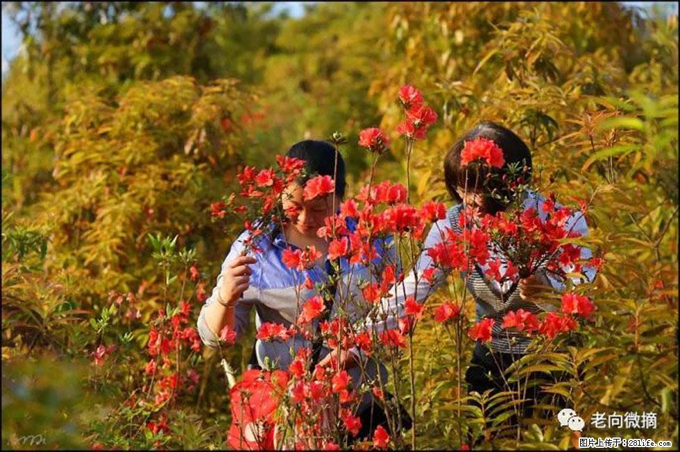 【春天,广西桂林灌阳县向您发出邀请!】登麒麟山,相约映山红 - 游山玩水 - 林芝生活社区 - 林芝28生活网 linzhi.28life.net