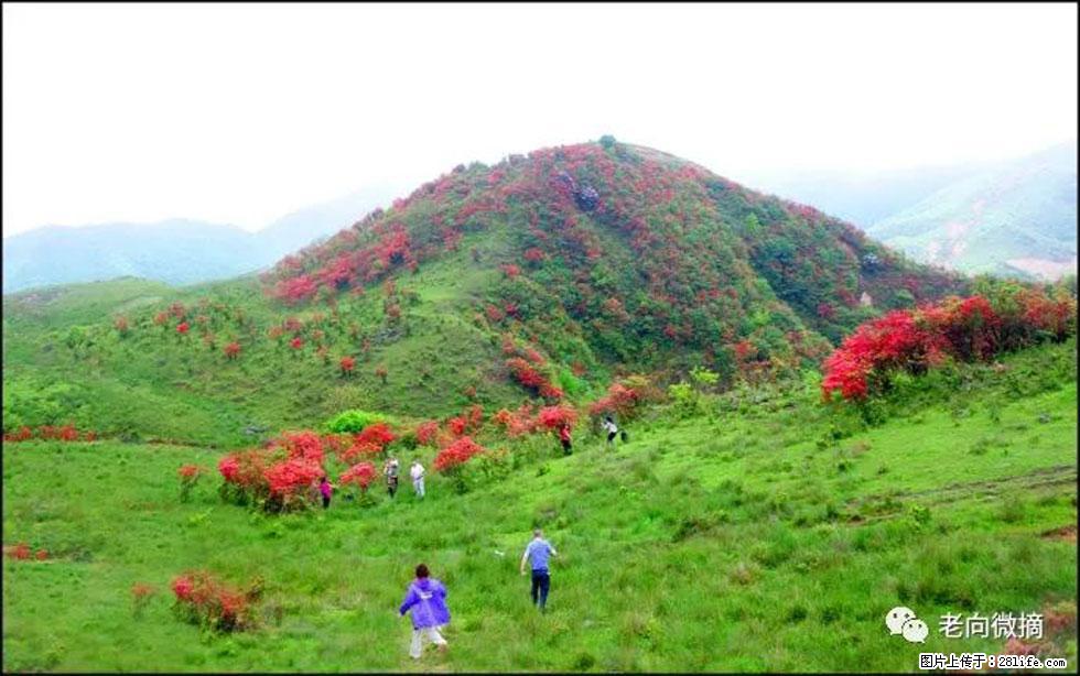 【春天，广西桂林灌阳县向您发出邀请！】宝盖山上映山红 - 游山玩水 - 林芝生活社区 - 林芝28生活网 linzhi.28life.net