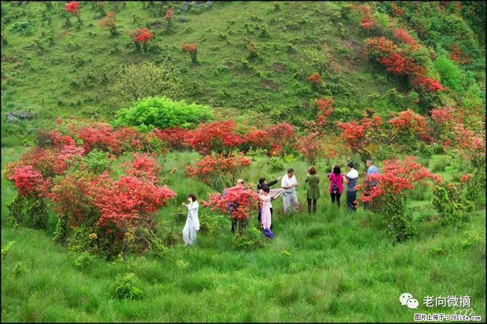 【春天，广西桂林灌阳县向您发出邀请！】宝盖山上映山红 - 游山玩水 - 林芝生活社区 - 林芝28生活网 linzhi.28life.net