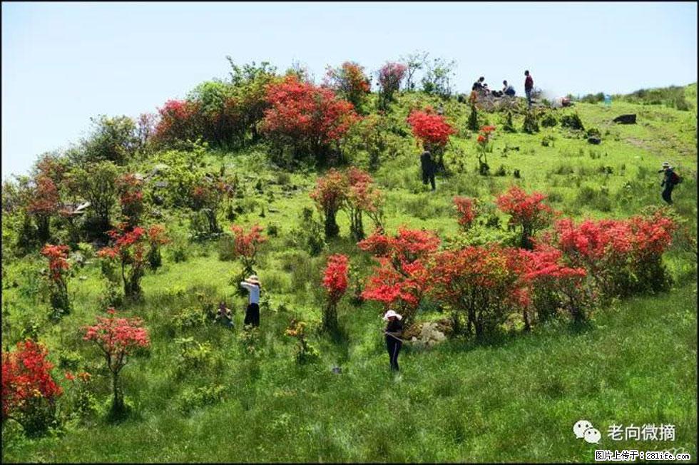 【春天，广西桂林灌阳县向您发出邀请！】宝盖山上映山红 - 游山玩水 - 林芝生活社区 - 林芝28生活网 linzhi.28life.net