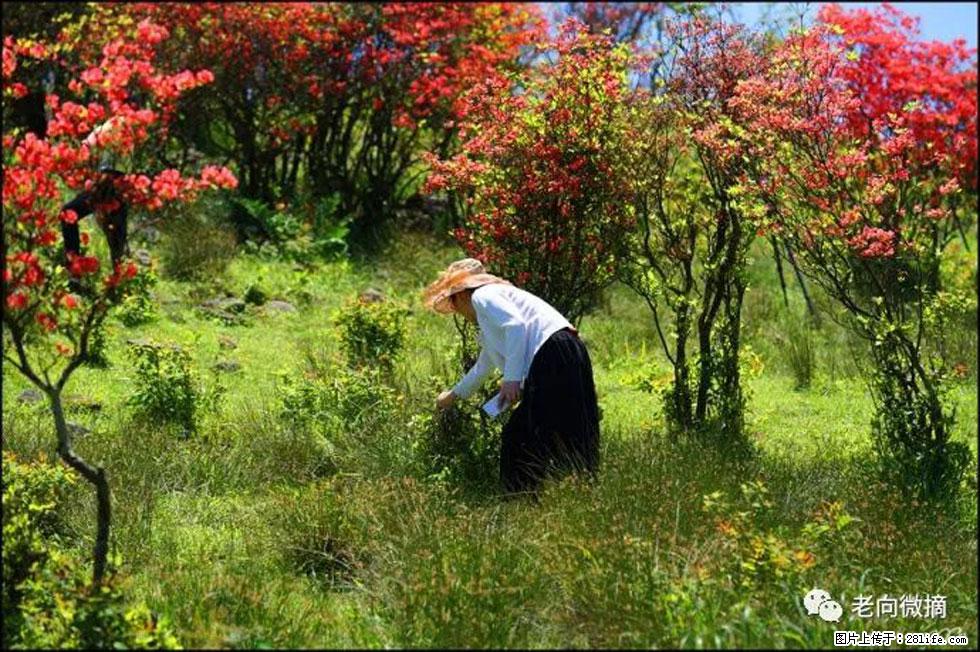 【春天，广西桂林灌阳县向您发出邀请！】宝盖山上映山红 - 游山玩水 - 林芝生活社区 - 林芝28生活网 linzhi.28life.net
