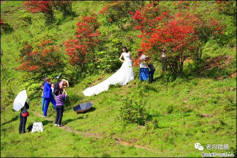 【春天，广西桂林灌阳县向您发出邀请！】宝盖山上映山红 - 游山玩水 - 林芝生活社区 - 林芝28生活网 linzhi.28life.net