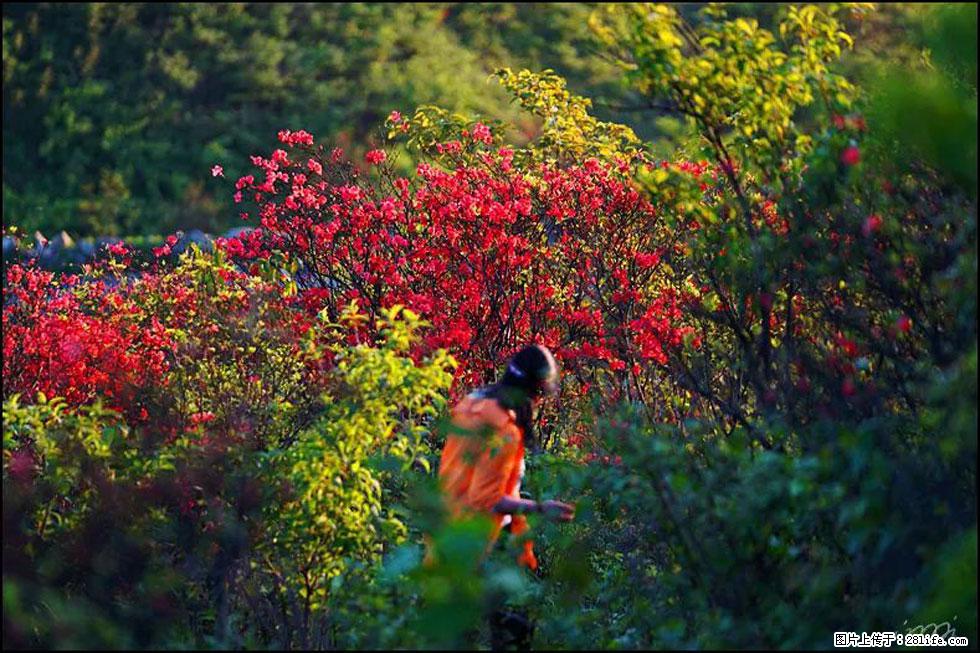 【春天，广西桂林灌阳县向您发出邀请！】春木界上映山红 - 游山玩水 - 林芝生活社区 - 林芝28生活网 linzhi.28life.net