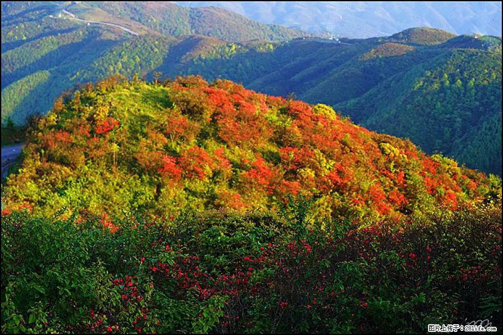 【春天，广西桂林灌阳县向您发出邀请！】春木界上映山红 - 游山玩水 - 林芝生活社区 - 林芝28生活网 linzhi.28life.net