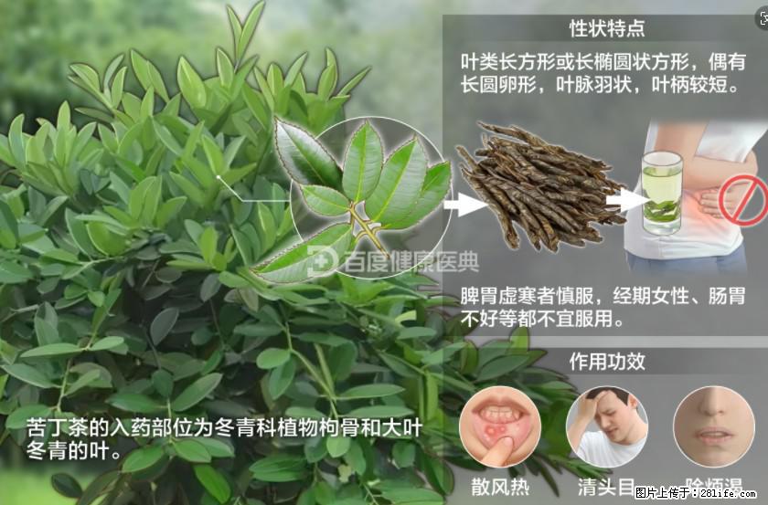 苦丁茶有哪些功效和作用 - 生活百科 - 林芝生活社区 - 林芝28生活网 linzhi.28life.net