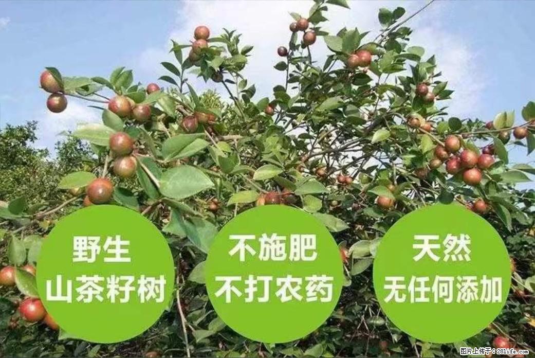 【灌阳县油茶产业示范区】一个有着充实的精神生活的人，对待身外之物自会有一种淡泊的态度 - 美食天地 - 林芝生活社区 - 林芝28生活网 linzhi.28life.net