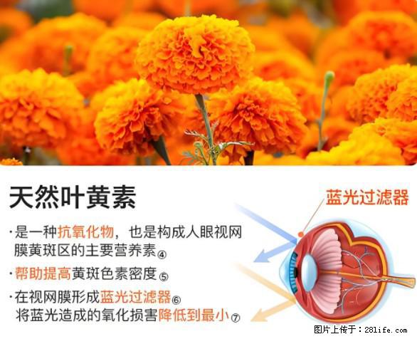 叶黄素有什么功效和作用 - 生活百科 - 林芝生活社区 - 林芝28生活网 linzhi.28life.net