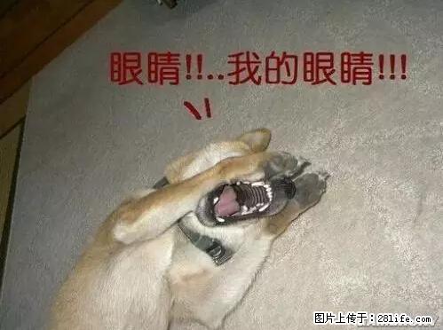 笑癫了！一女的怀孕三年未生，他终于忍不住了... - 娱乐八卦 - 林芝生活社区 - 林芝28生活网 linzhi.28life.net
