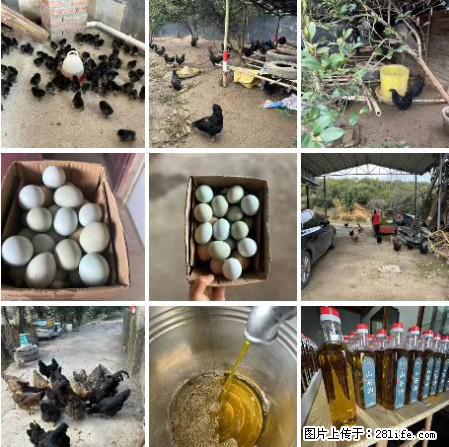 油茶园从小鸡仔开始养起的纯土鸡、土鸡蛋可以预定啦！还有前几天刚榨的纯山茶油哦 - 土特产 - 饮食特产 - 林芝分类信息 - 林芝28生活网 linzhi.28life.net