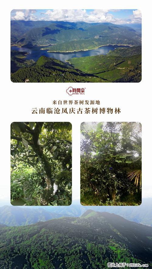时间果百年古树2025年春红茶 - 购物交流 - 林芝生活社区 - 林芝28生活网 linzhi.28life.net
