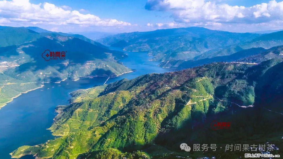 时间果百年古树龙珠普洱生茶 - 购物交流 - 林芝生活社区 - 林芝28生活网 linzhi.28life.net