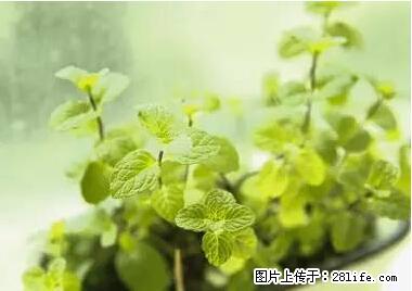 晕车、脚气、牙齿变黄、皮肤粗糙？学会这些三分钟搞定！ - 林芝生活资讯 - 林芝28生活网 linzhi.28life.net