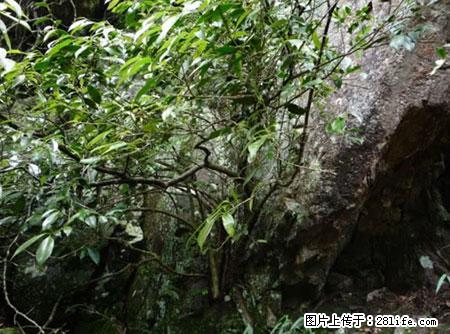平乐石崖茶，珍贵仅次于金花茶 - 林芝生活资讯 - 林芝28生活网 linzhi.28life.net