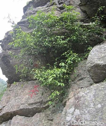 平乐石崖茶，珍贵仅次于金花茶 - 林芝生活资讯 - 林芝28生活网 linzhi.28life.net