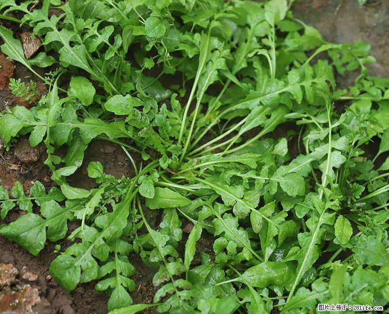 这些蔬菜是“天然钙片”，这6种被医生重点推荐 - 林芝生活资讯 - 林芝28生活网 linzhi.28life.net