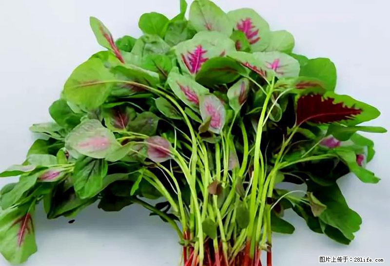 这些蔬菜是“天然钙片”，这6种被医生重点推荐 - 林芝生活资讯 - 林芝28生活网 linzhi.28life.net