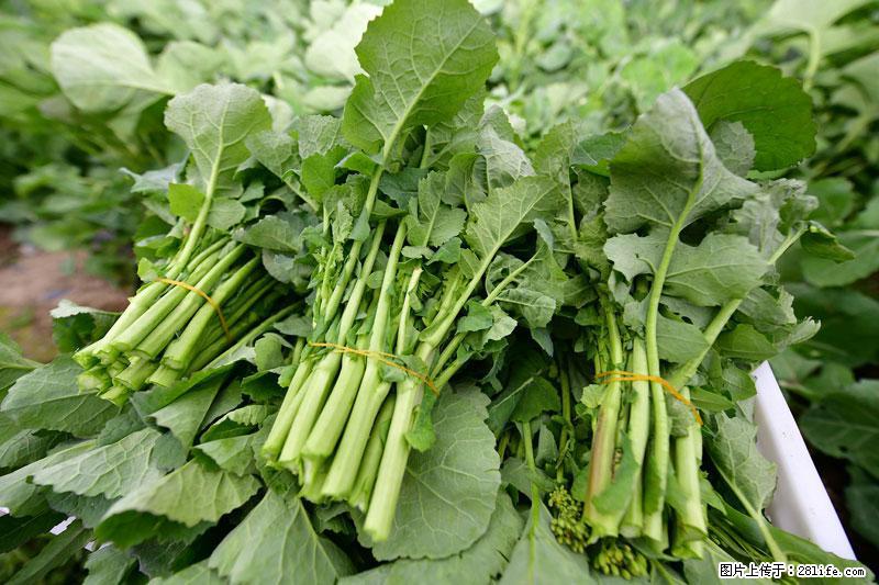 这些蔬菜是“天然钙片”，这6种被医生重点推荐 - 林芝生活资讯 - 林芝28生活网 linzhi.28life.net
